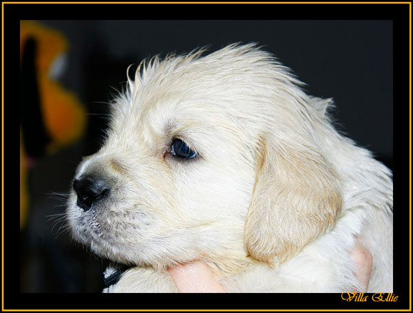 comprar golden retriever villa ellie